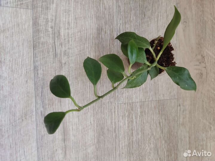 Хойя, сансевиерия