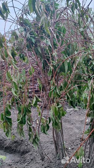 Черешня плакучая