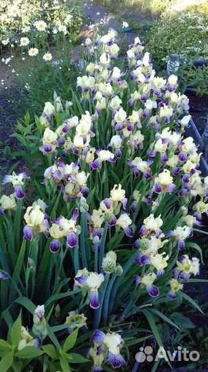 Ирисы корнями