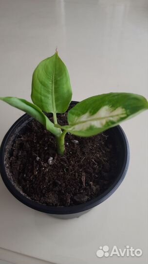 Диффенбахия Камилла