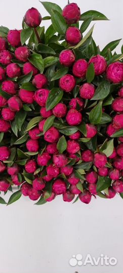 Пионы Оптом/ букеты из пионов в Красноярске