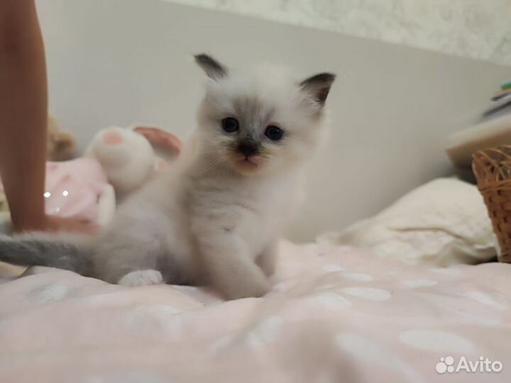 Котята Рэгдолл