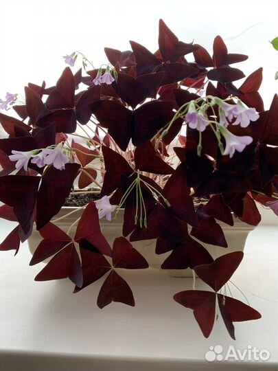 Кислица (оксалис)