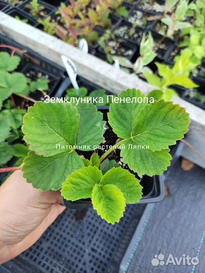 Земклуника Пенелопа