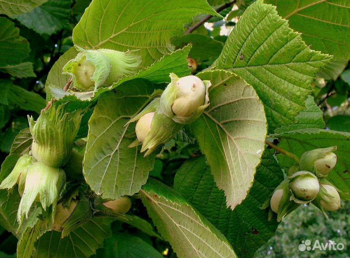 Орех Фундук