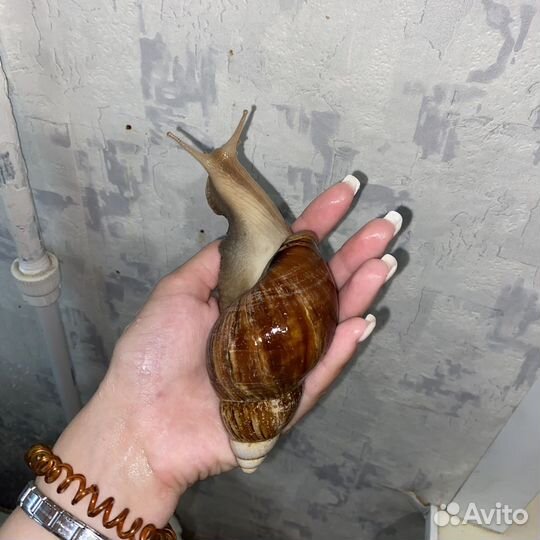 Улитки ахатины