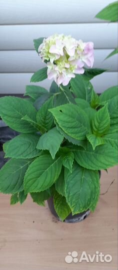 Гортензия крупнолистная Бесконечное лето