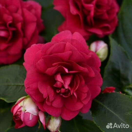 Бальзамин уоллера