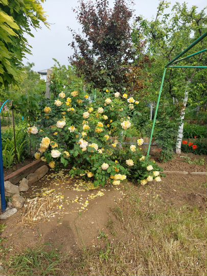 Участок 7,5 сот. (СНТ, ДНП)