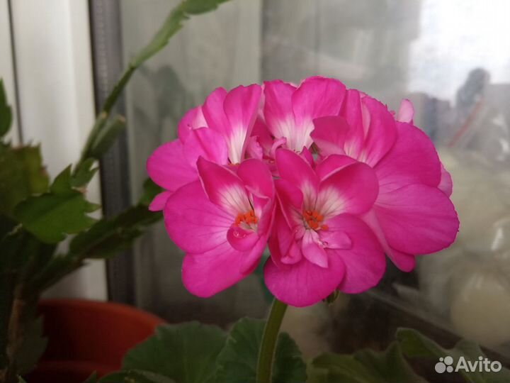 Пеларгонии зональные