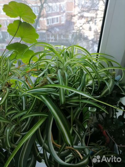 Сансевьерия и другие цветы