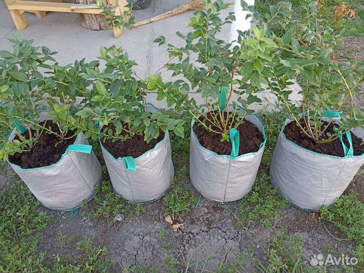 Голубика,саженцы