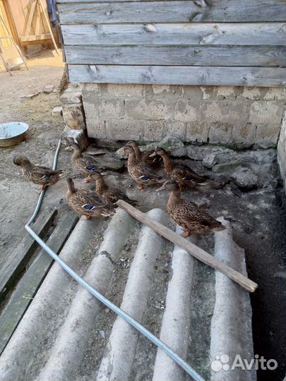 Подсадные утки чубарые