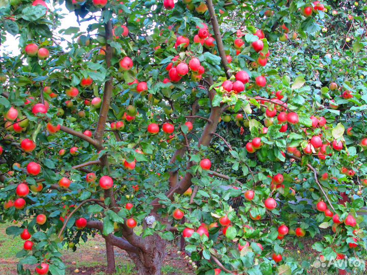 Яблоки из своего сада