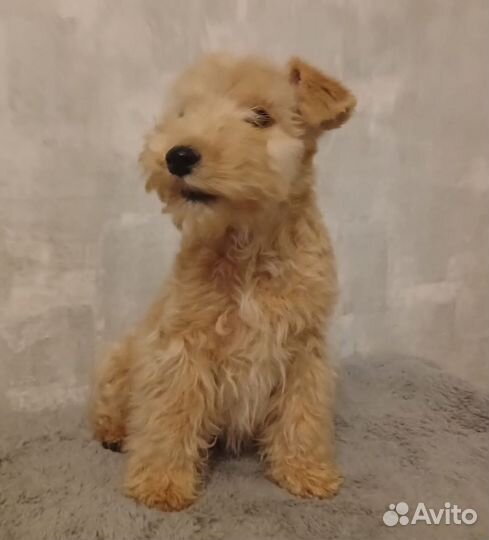 Лейкленд терьер