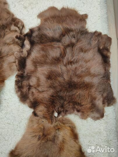 Шкура барсука