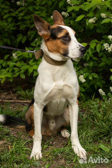 Собака в добрые ручки