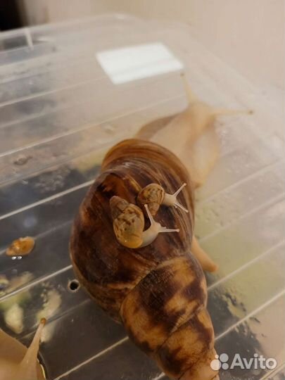 Улитки ахатины