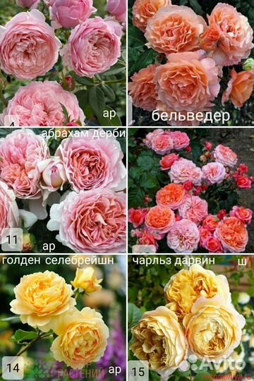 Розы 40 сортов