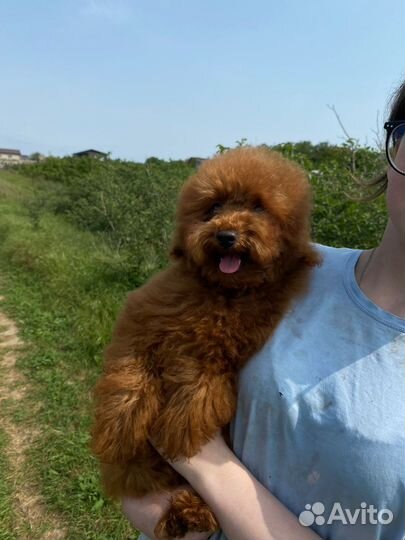 Тедди пудель