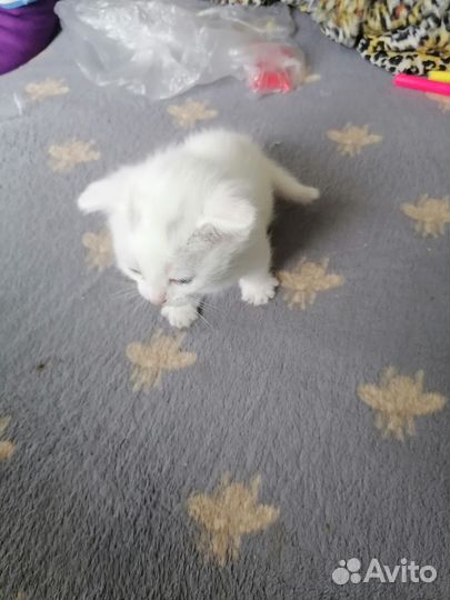 Шотландская вислоухая котёнок девочка