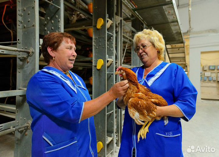 Работа на птицефабрике, грузчик, фасовщик
