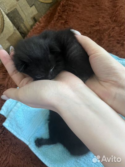 Котята в добрые руки мальчики