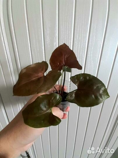 Сингониумы разные