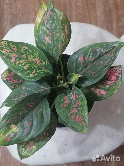 Аглаонема Баттерфляй, Анимани ред