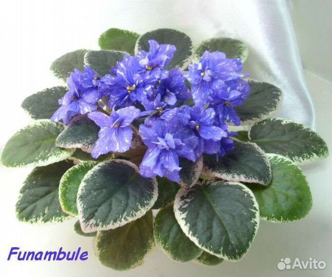 Сортовые фиалки