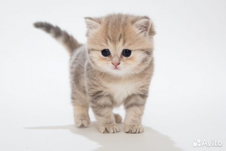 Клубные Шотландцы золотая шиншилла