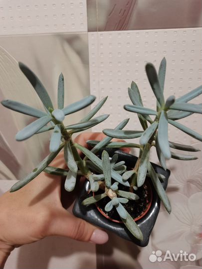 Суккуленты