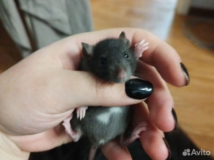 Крыса дамбо трое девочка и мальчики