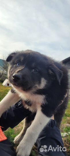 Щенок хаски