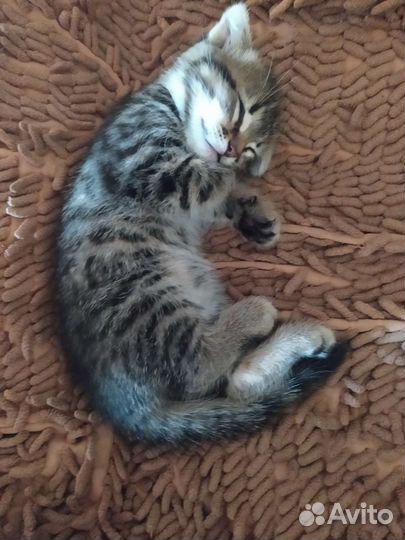 Котёнок смесь шотландской вислоухой