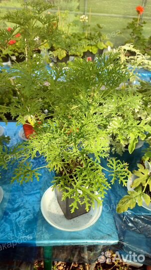 Пеларгония душистая