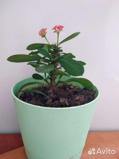 Кактус молочай Миля