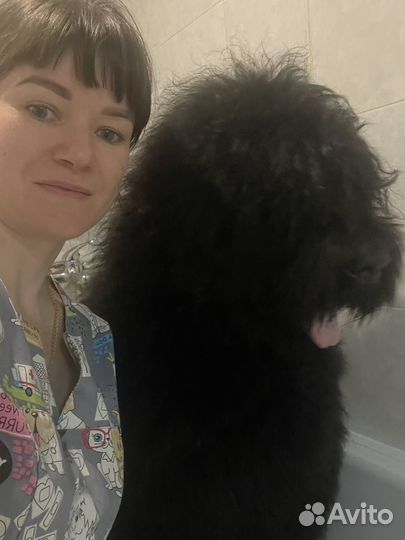 Груминг собак и кошек