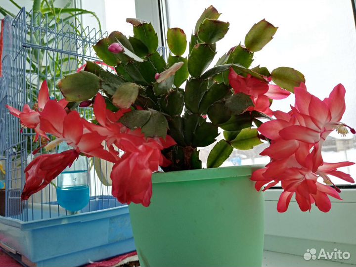 Декабрист шлюмбергера