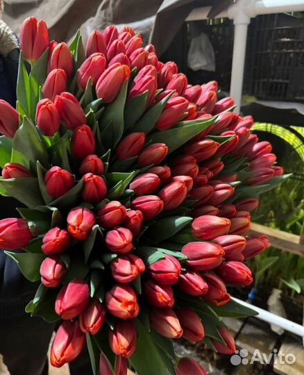 Тюльпаны к 8 марта оптом