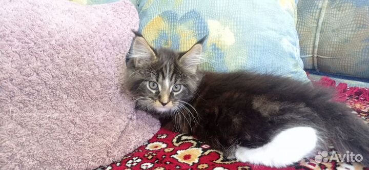 Котята мейн-кун