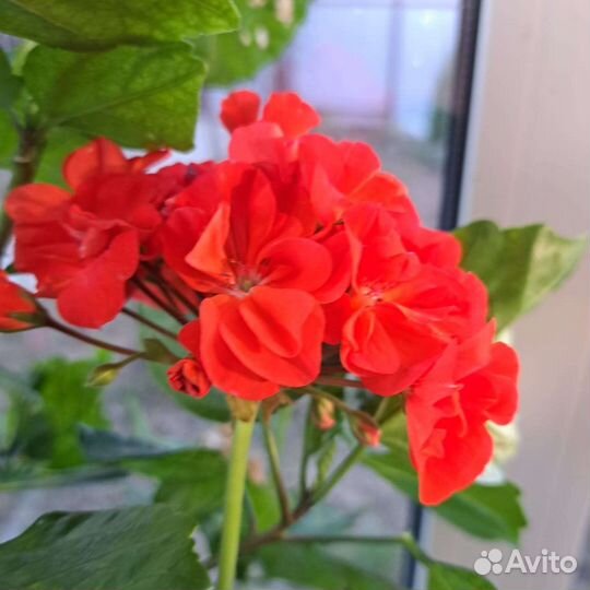 Герань пеларгония