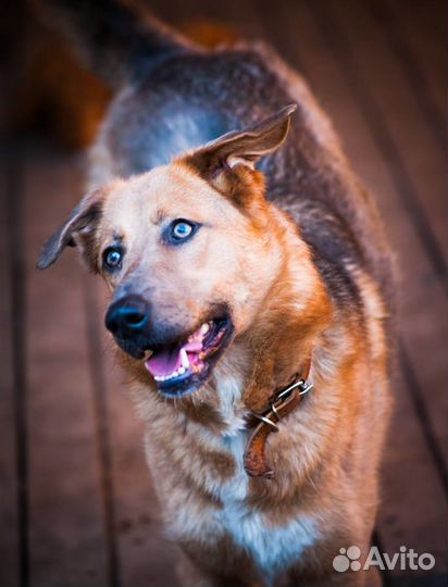 Отдаю ясноглазую собаку Линду в добрые руки