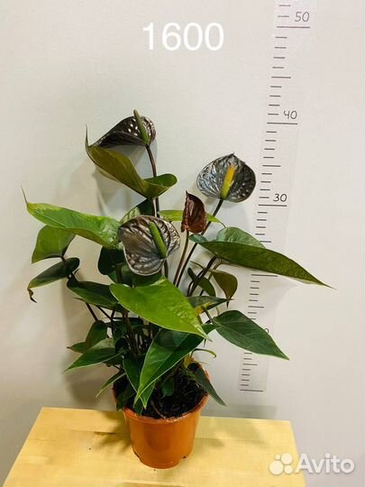 Антуриум черный Блэк Лав