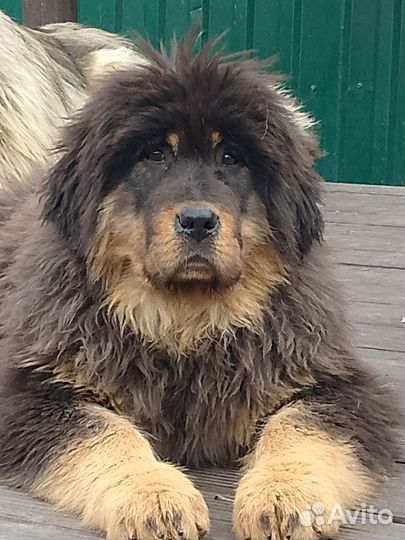 Тибетский мастиф