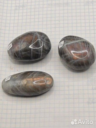 Яркий лабрадор