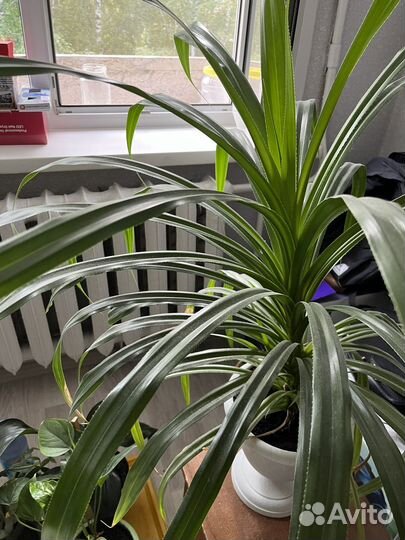 Хлорофитум