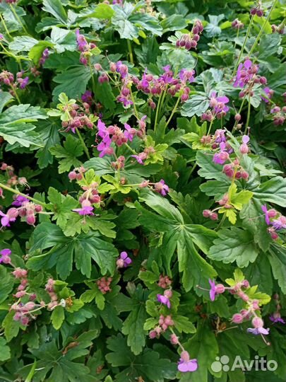 Герань садовая Здравец