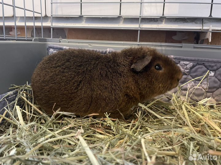 Морская свинка тедди