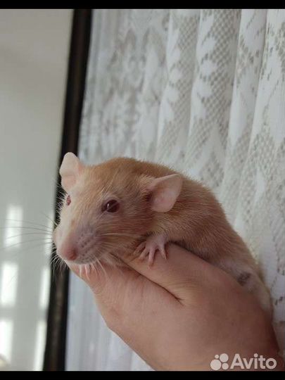 Передержка грызунов,попугаев,насекомых,улиток и др